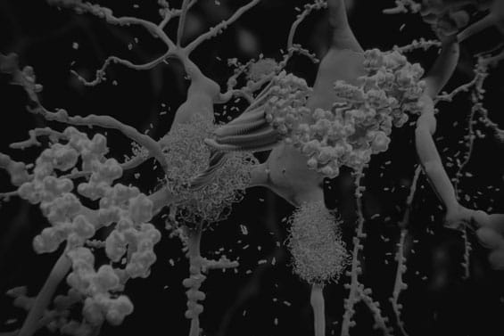 Image hover effect image